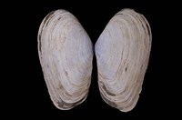 藏品(長形紫雲蛤 )的圖片